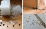 Jak se zbavit mravenců v soukromém domě lidových prostředků