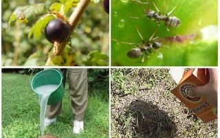 Jak se vypořádat s mravenci a mšice na rybízu