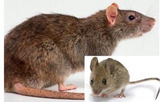 Jaký je rozdíl mezi myší a potkanem?