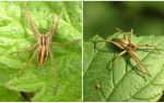 Popis a fotky pavouků Saratov regionu