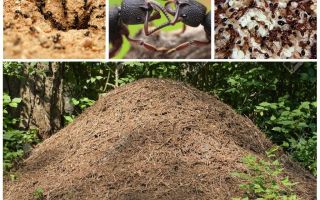 Život mravenců v mraveniště