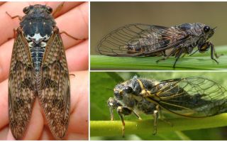 Popis a fotografie cicada mouchy