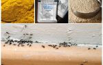 Finanční prostředky z mravenců v domě v zemi
