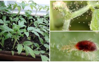 Metody řešení roztočů na semenáčcích