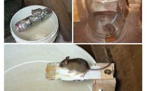 Jak udělat past na myši vlastníma rukama