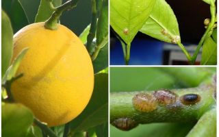 Jak se vypořádat se štítem na citronu