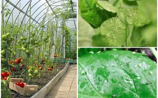 Jak se vypořádat s mšicemi ve skleníku