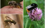 Rozdíly čmeláka od včely a vosy
