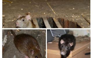 Jak chytit krysu v domě
