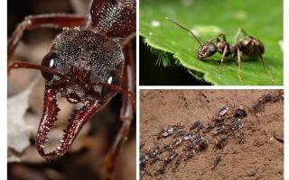 Vše o mravencích