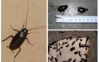 Jak se zbavit velkých černých švábů v bytě