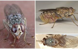 Popis a fotografie tsetse fly