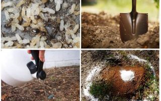 Jak se dostat mravenci z zahradní lidové prostředky