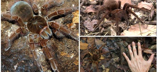 Popis a fotografie goliath ptačího pavouka