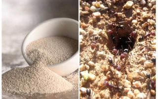 Kvasinky proti mravencům v zemi