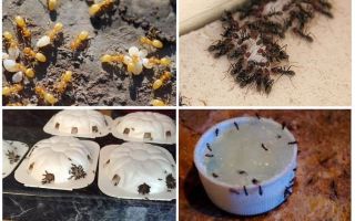 Jak se zbavit žlutých mravenců v letní chatě nebo na zahradě