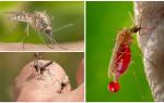 Lidé, se kterými jsou krevní skupiny nejčastěji pokousáni komáry