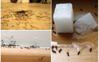 Jak odstranit mravence z bytu doma