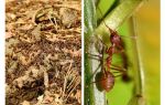 Co je užitečné mravenci
