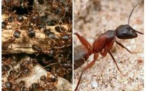 Lesní červení mravenci
