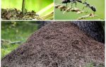 Na které straně stromů mravenci postaví mraveniště