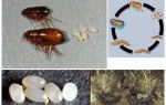 Životní cyklus blechy, jako jsou bleší vajíčka a larvy