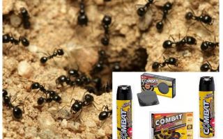 Ant Combat Remedies