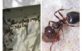 Mravenci žijí v izolaci
