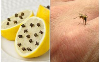 Citron s hřebíčky komárů pro děti i dospělé