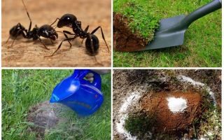 Jak se zbavit mravenců v zahradě lidových prostředků