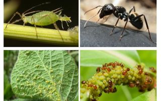 Typ vztahu mravenců a mšic