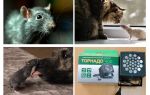 Co se krysy a myši bojí?