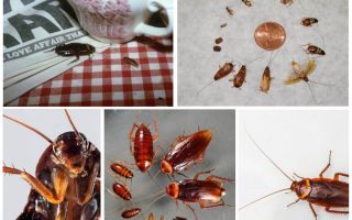 Jak se zbavit švábů v hostelu navždy