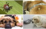 Symptomy a léčba piroplasmózy u psů
